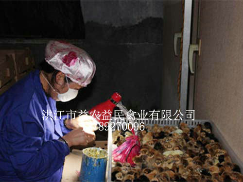 孵化人員正在為剛出殼的雞苗進(jìn)行公母鑒別，為養(yǎng)殖戶提供優(yōu)質(zhì)的雞苗